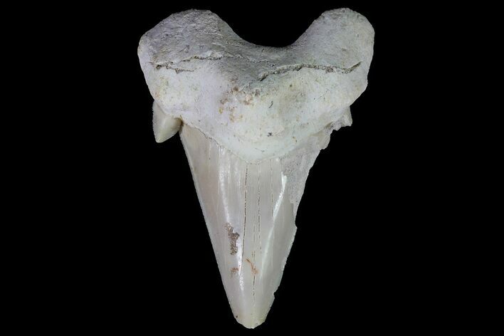 Otodus Shark Tooth Fossil - Eocene #67184
